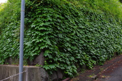 ツタ　三態　Ⅰ