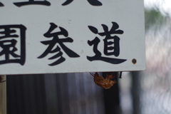 夏の忘れ物