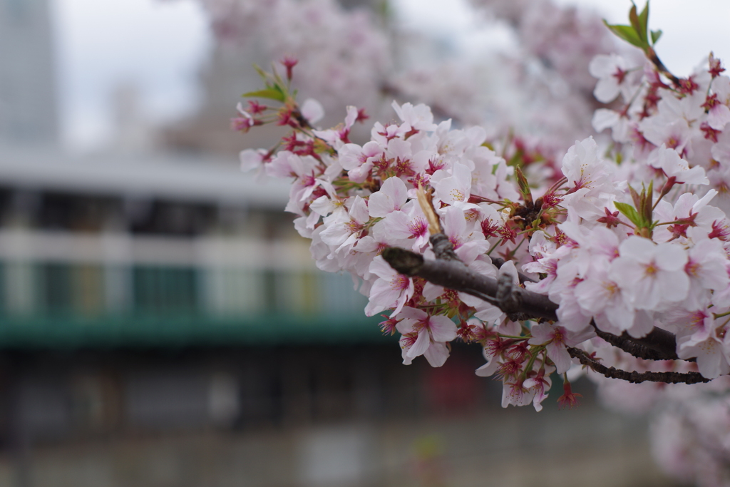 柄にもなく　お花