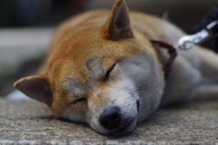 でも寝てしまう