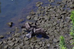 川沿い散歩　カワウも一休み
