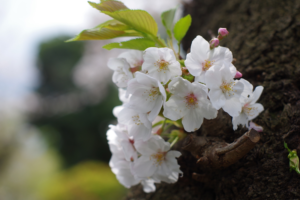 柄にもなく　お花