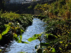 失敗、これじゃ春の小川