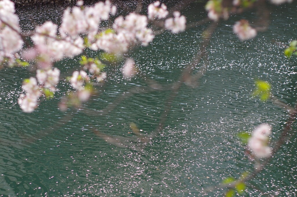 柄にもなく　お花