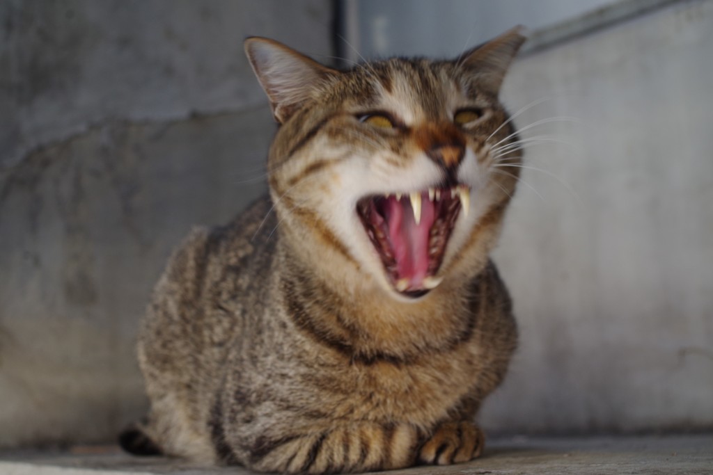 がぁお～　ホントはあくび