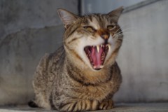 がぁお～　ホントはあくび