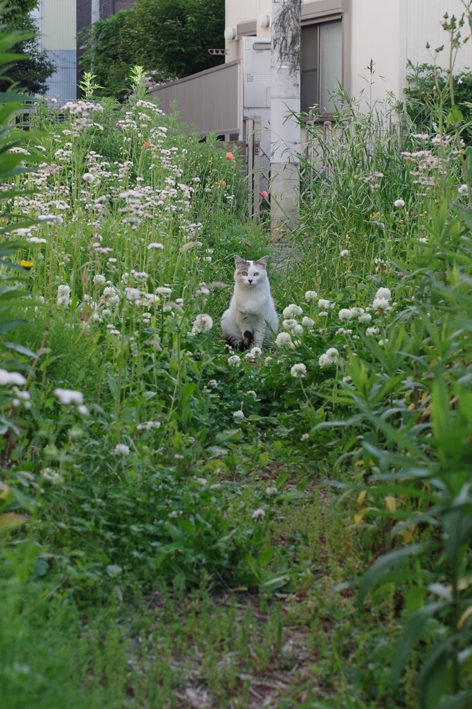 ソーシャルディスタンス猫