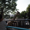 麒麟が来た