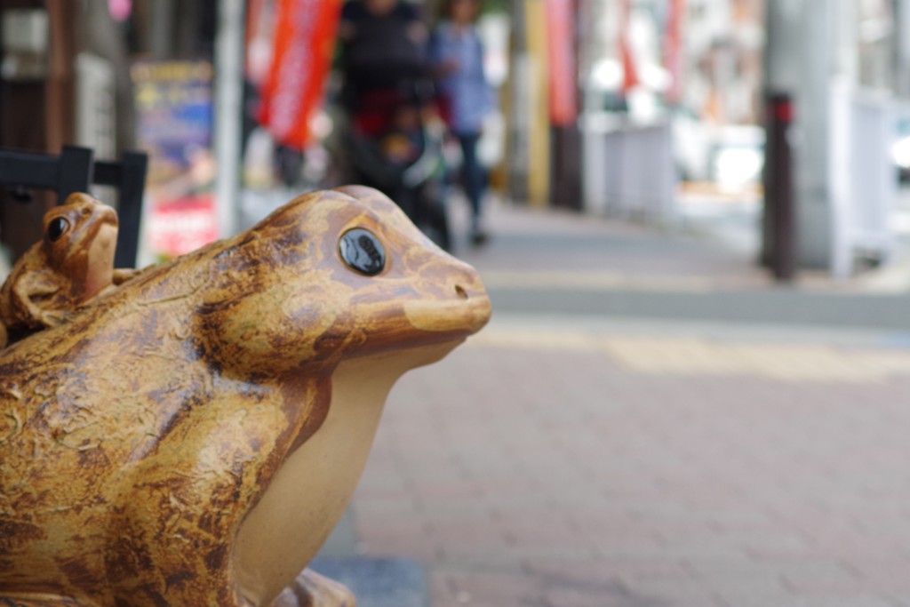 見据える　カエル