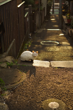 はい　ポーズ