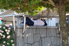 （気持ちいい）昼寝