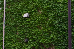 カモフラージュ