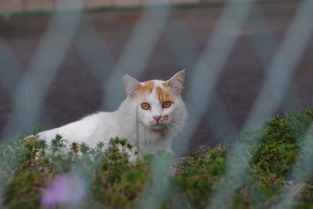 フェンス越しのご対面