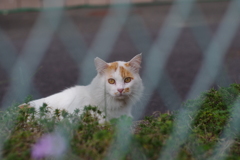 フェンス越しのご対面