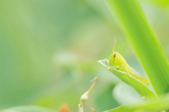 残暑お見舞い申し上げます