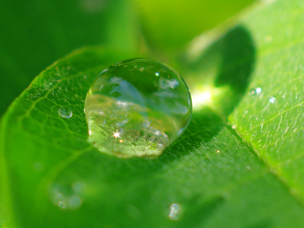梅雨の贈り物