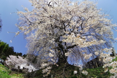 古墳塚の桜