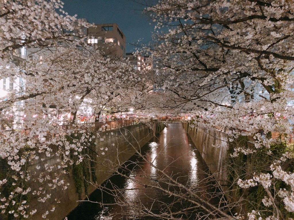 桜さく　池本 康弘