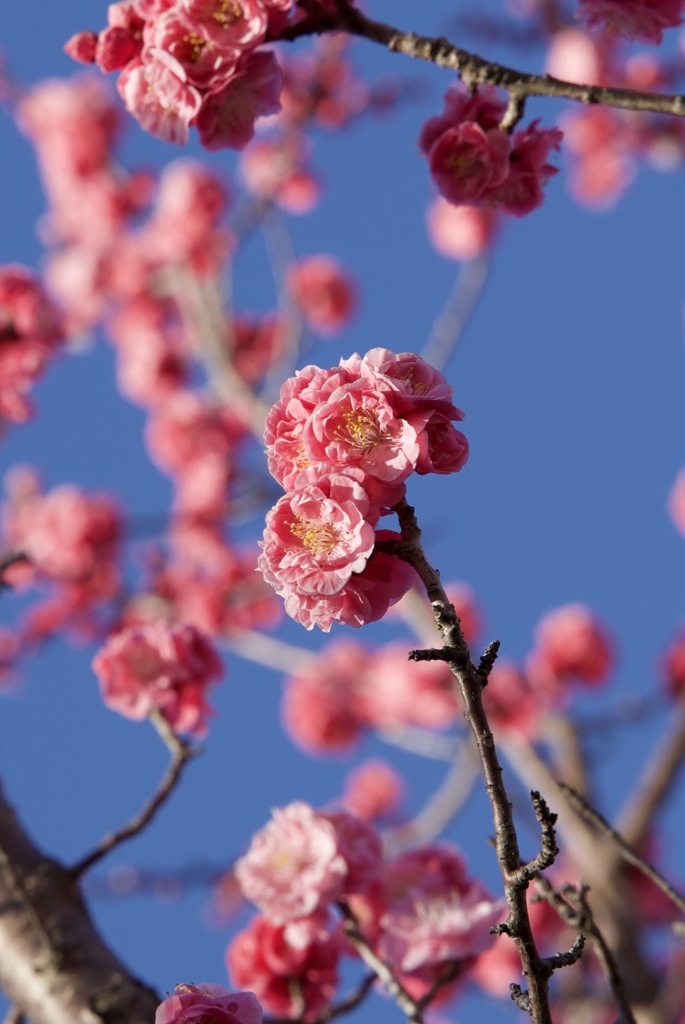 赤い梅の花