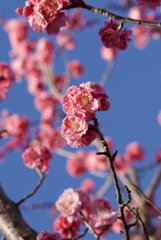 赤い梅の花