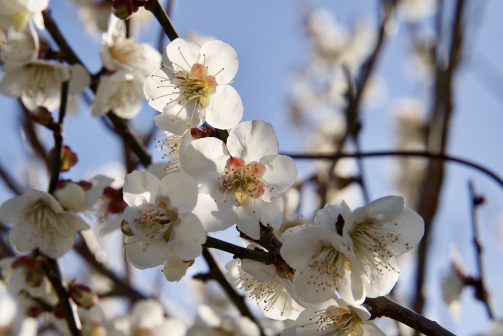 白い梅の花