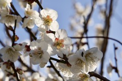 白い梅の花