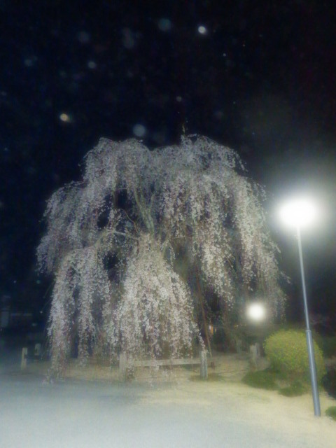 桜雨