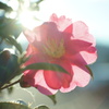 冬の花