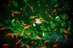 金魚