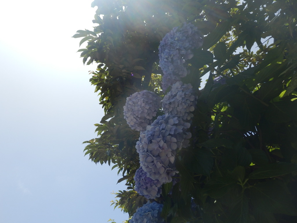 初夏の紫陽花