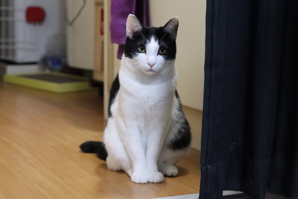 ずっとこっち見てる