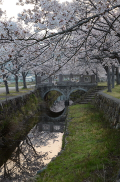桜とちっちゃい橋。