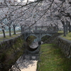 桜とちっちゃい橋。