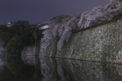 お堀に桜。