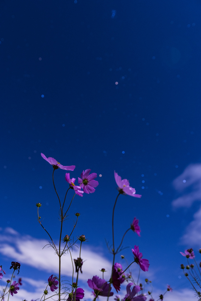 月夜と秋桜とオリオン座。