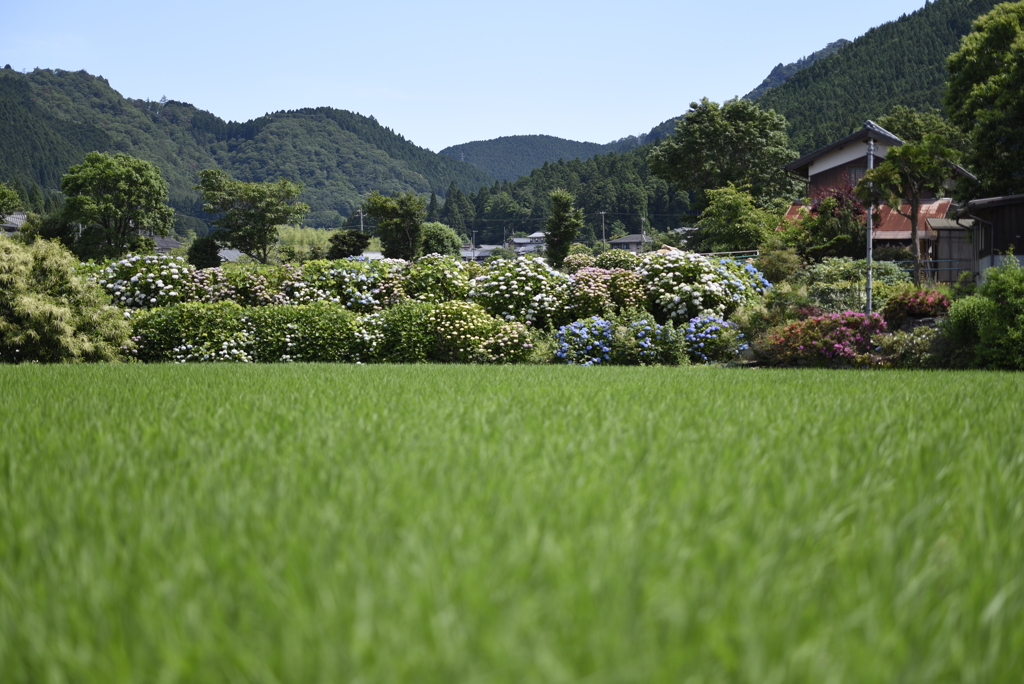 緑の先。