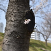 これも桜