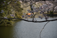 桜の向こう・・・②