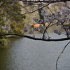 桜の向こう・・・②