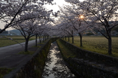 桜と日の出。