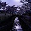 スーパームーンと桜。