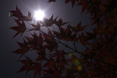 紅葉と満月。
