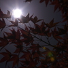 紅葉と満月。