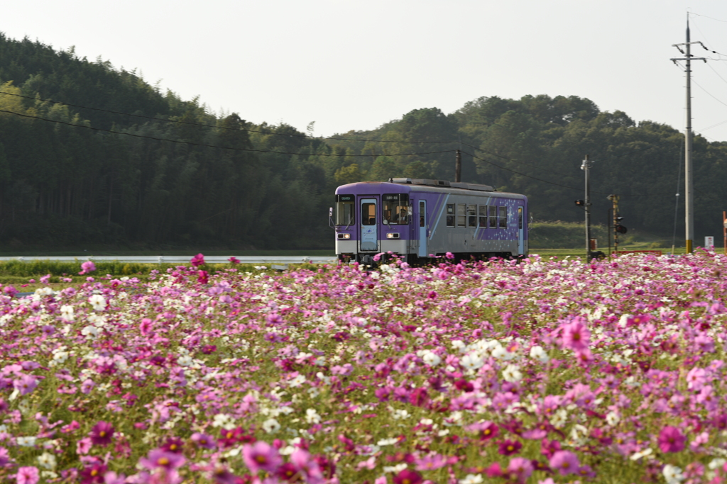 秋桜と北条鉄道。