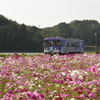 秋桜と北条鉄道。