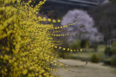 寝ぐせ？