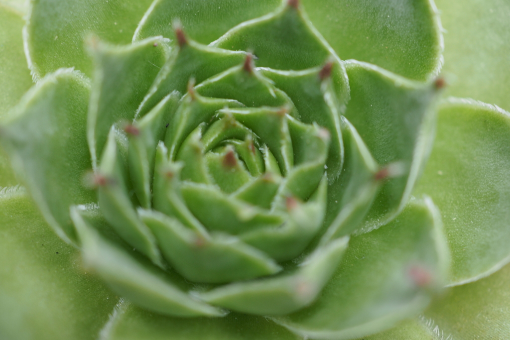 植木にて
