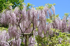 藤の花　奈良　萬葉植物園