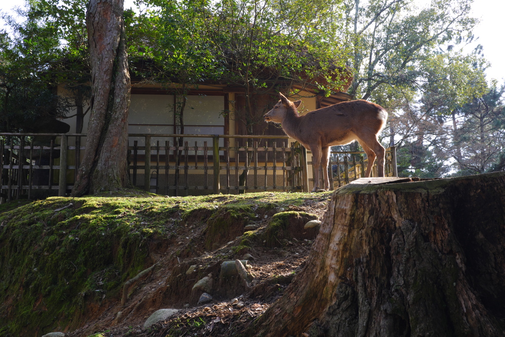 奈良公園