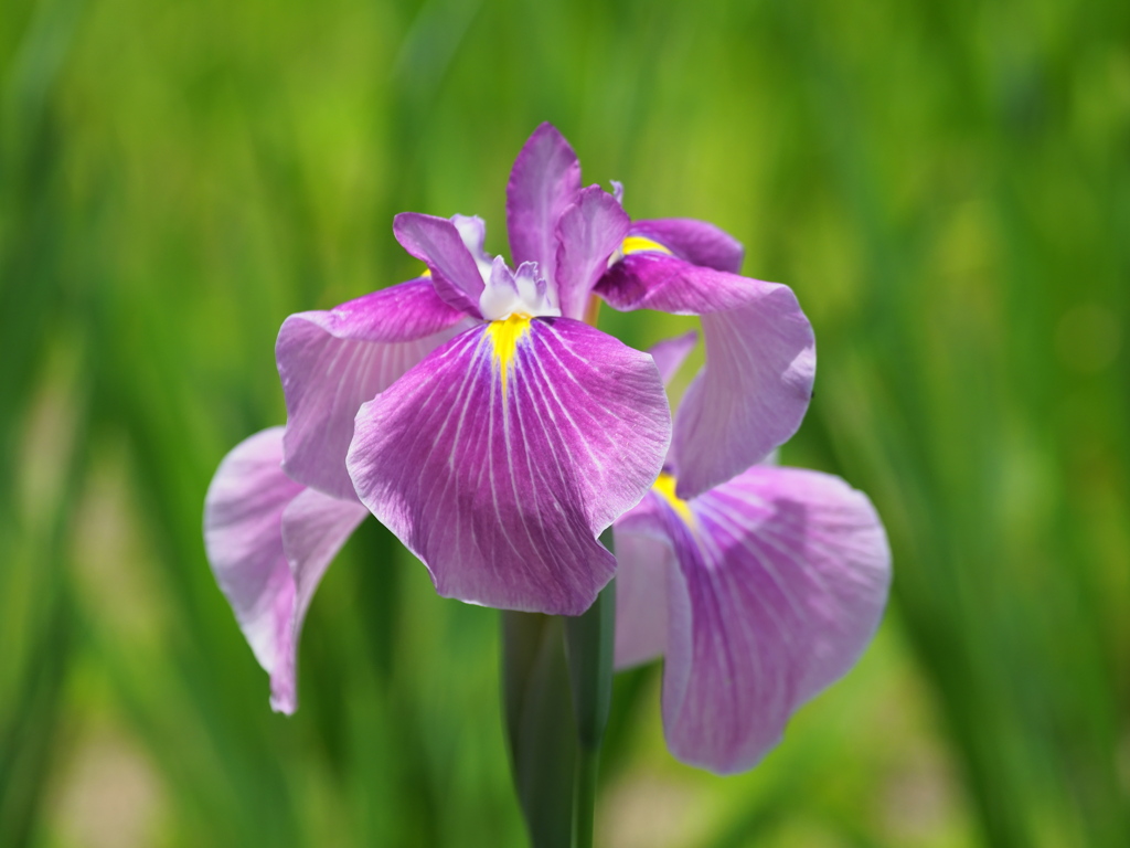 花ショウブ